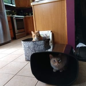 Meet your Posher, Cody